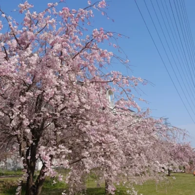 大堀川河川緑地